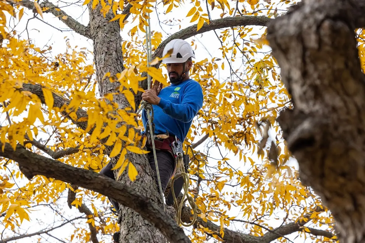 Skilled Tree Planing crew working in Glasgow